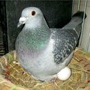 Ovos Falsos de Pássaro/Pombo – Ovos Decorativos para Ninho, Avicultura, Páscoa e Artesanato DIY 🥚✨