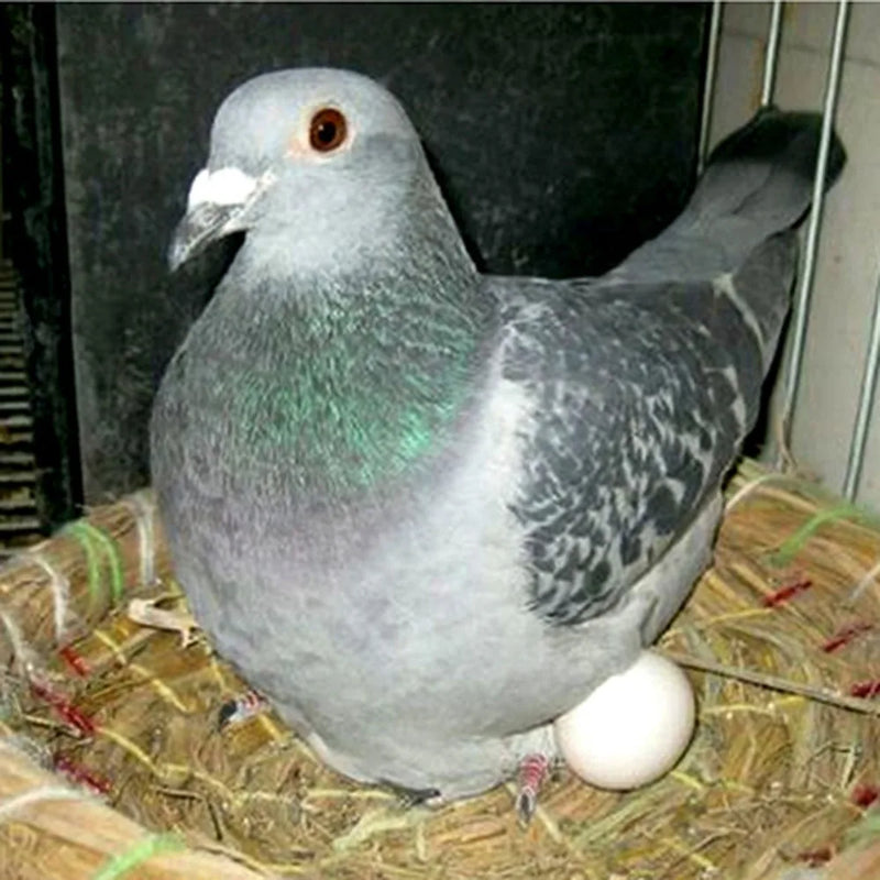 Ovos Falsos de Pássaro/Pombo – Ovos Decorativos para Ninho, Avicultura, Páscoa e Artesanato DIY 🥚✨