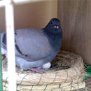 Ovos Falsos de Pássaro/Pombo – Ovos Decorativos para Ninho, Avicultura, Páscoa e Artesanato DIY 🥚✨